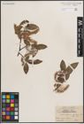 Foto von Salix dibapha C. K. Schneid.